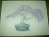 Wisteria Bonsai