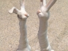 Twisted Bunnies