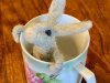 baby bunny in espresso cup