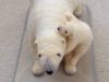 polar bears