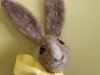 bunny